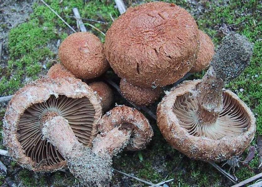 Inocybe heimii.